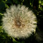 "Pusteblume"