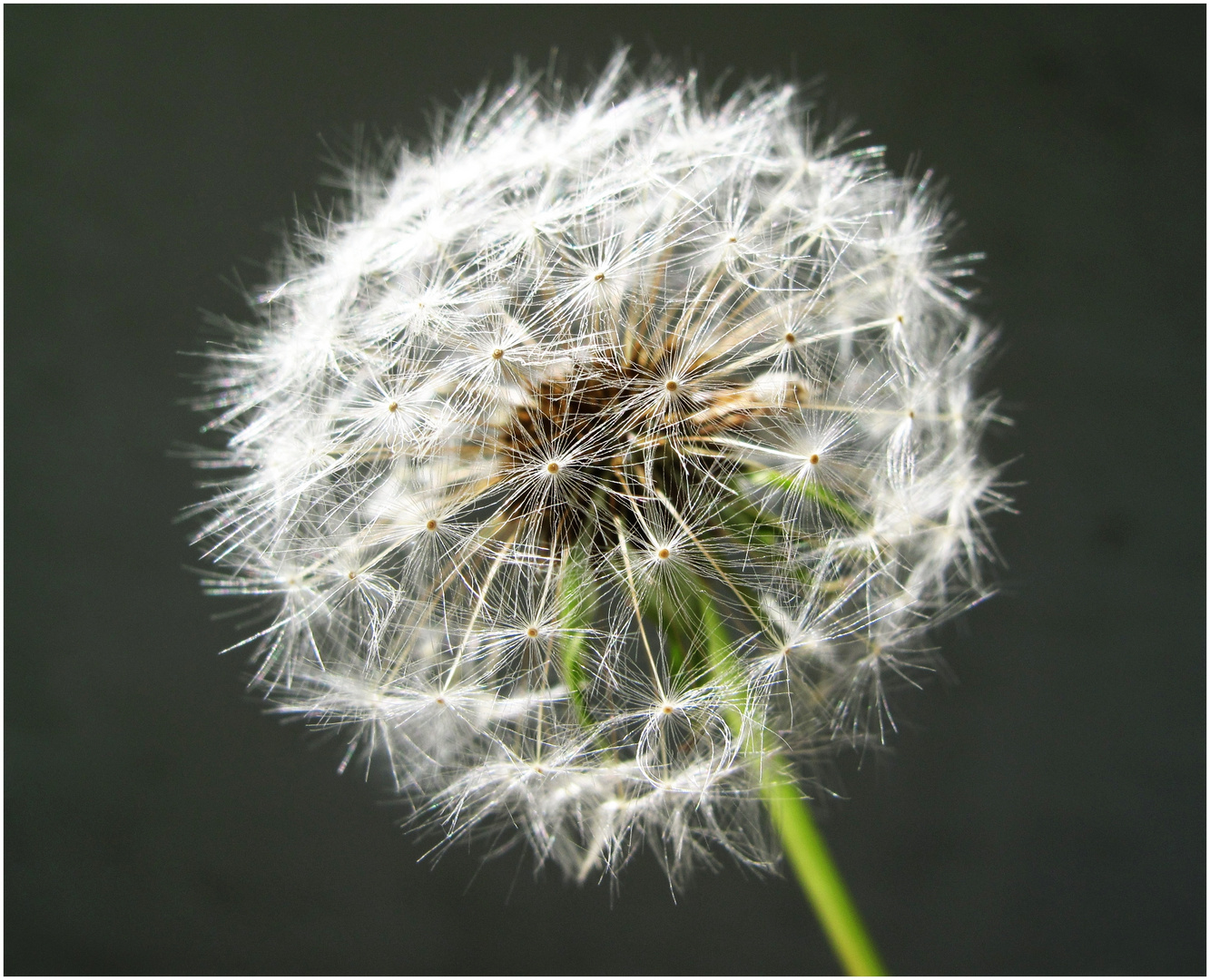 Pusteblume