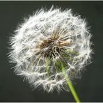 Pusteblume