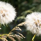 Pusteblume