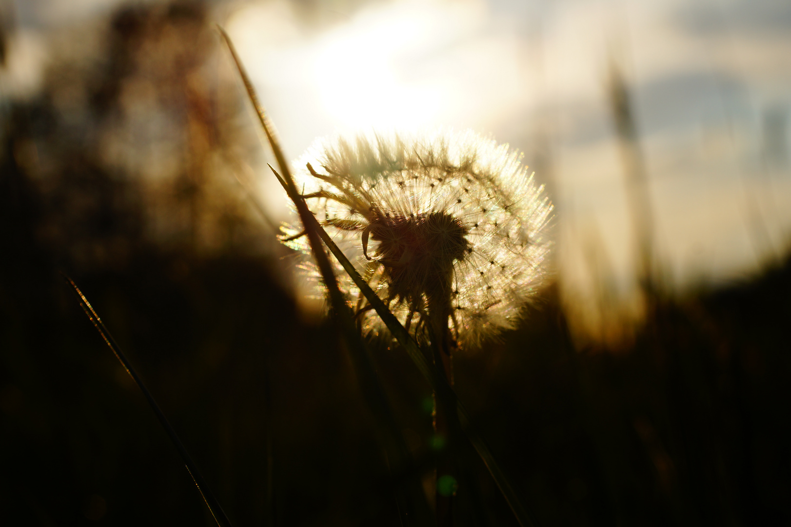 Pusteblume