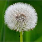 ...Pusteblume...