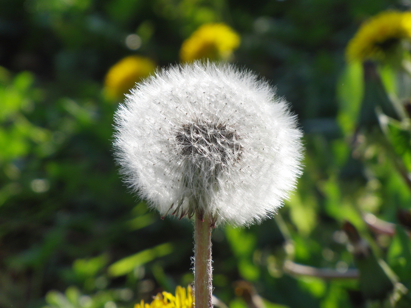 Pusteblume