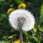 Pusteblume