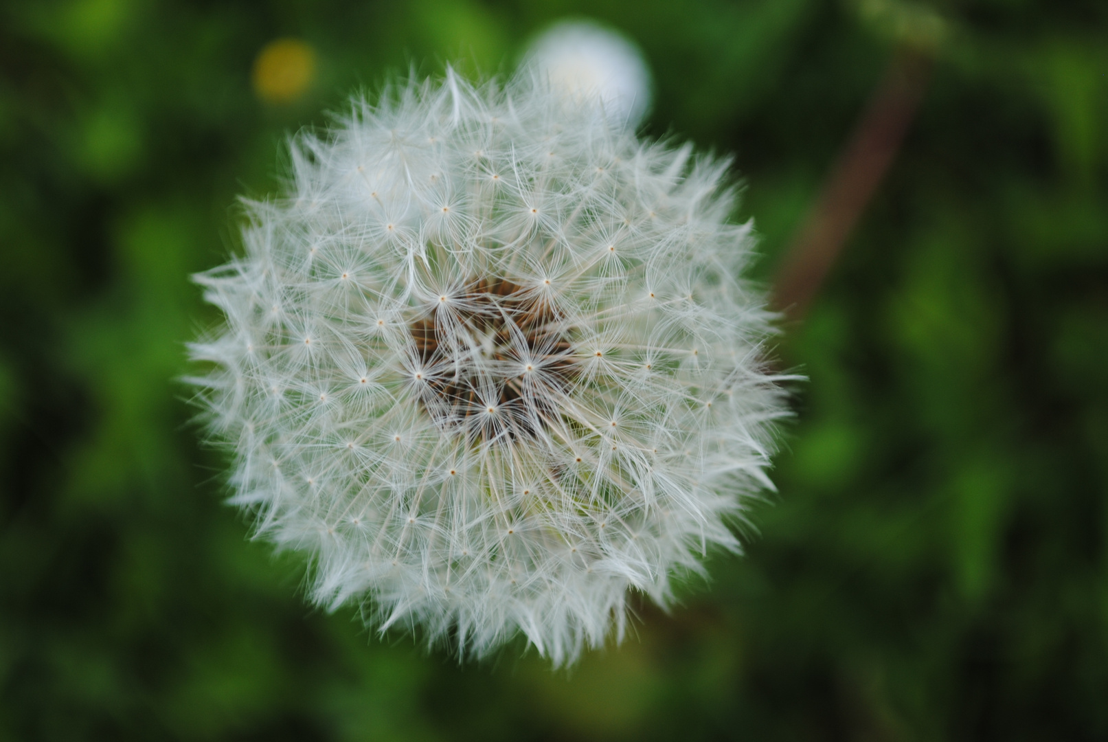 Pusteblume