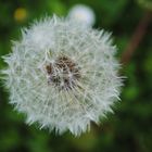 Pusteblume