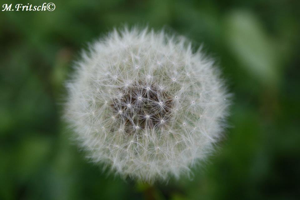 Pusteblume