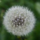 Pusteblume