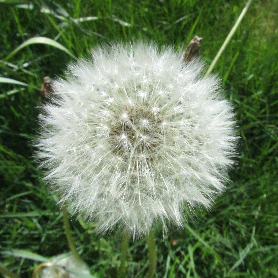 Pusteblume