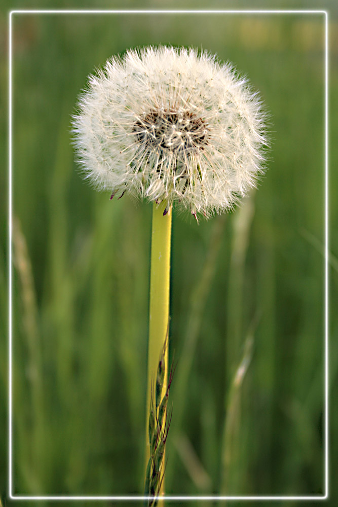 Pusteblume