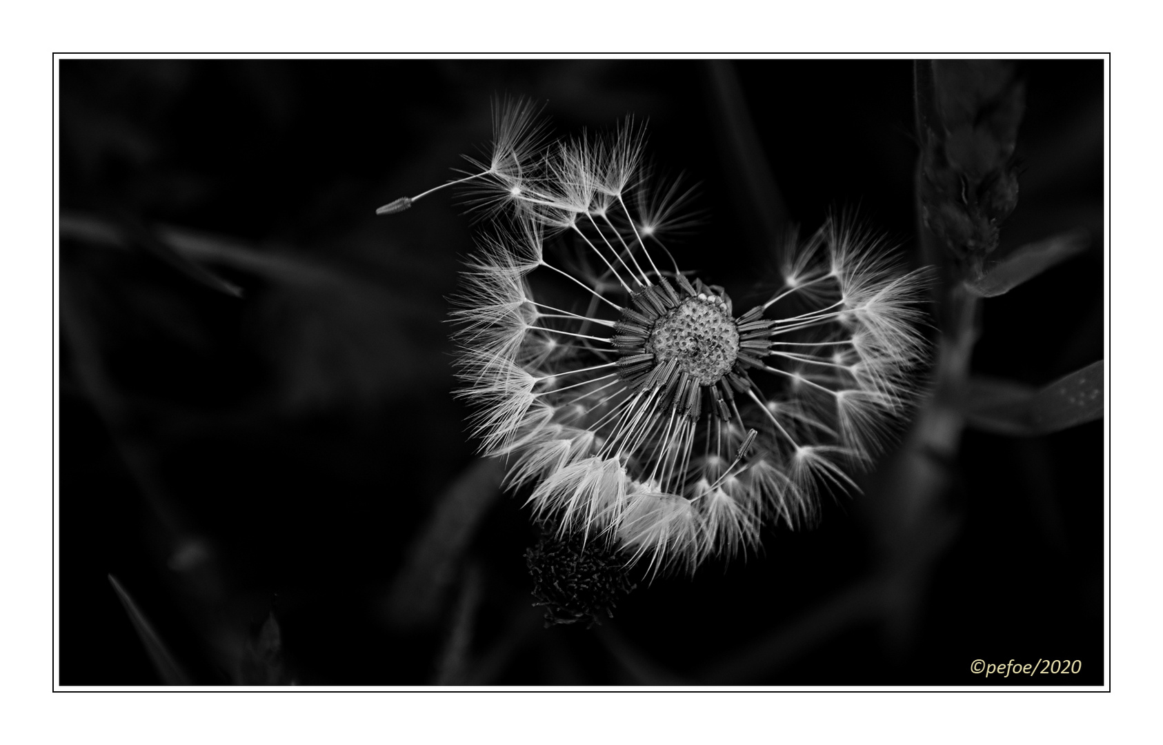 Pusteblume