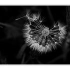 Pusteblume