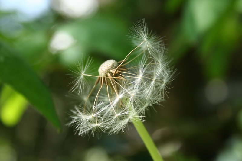 pusteblume