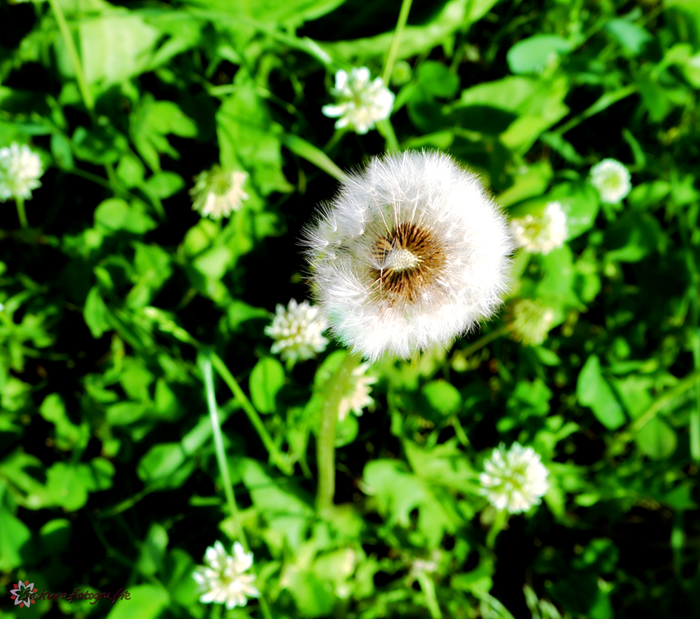 Pusteblume