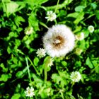 Pusteblume