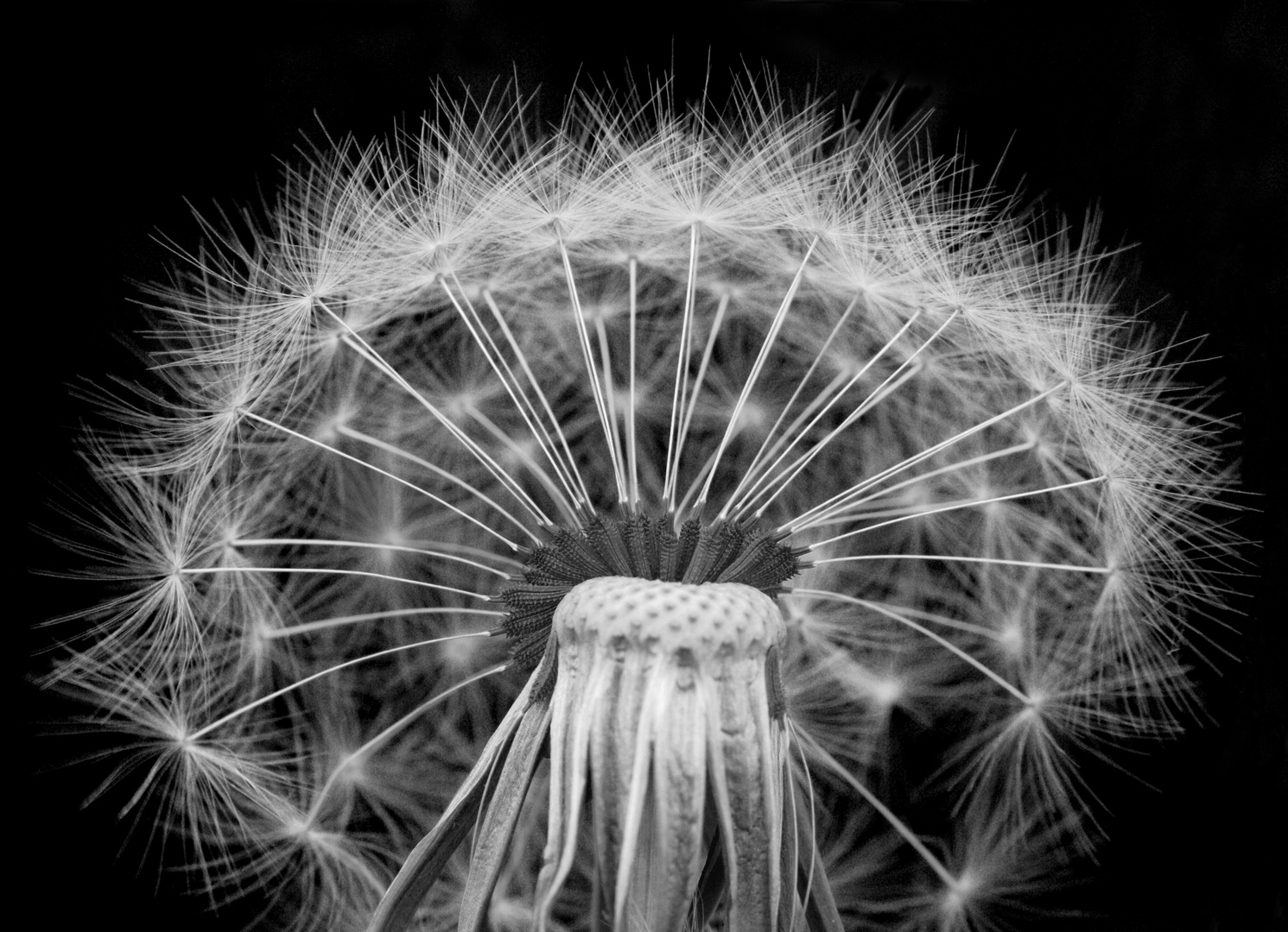 Pusteblume