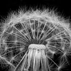 Pusteblume