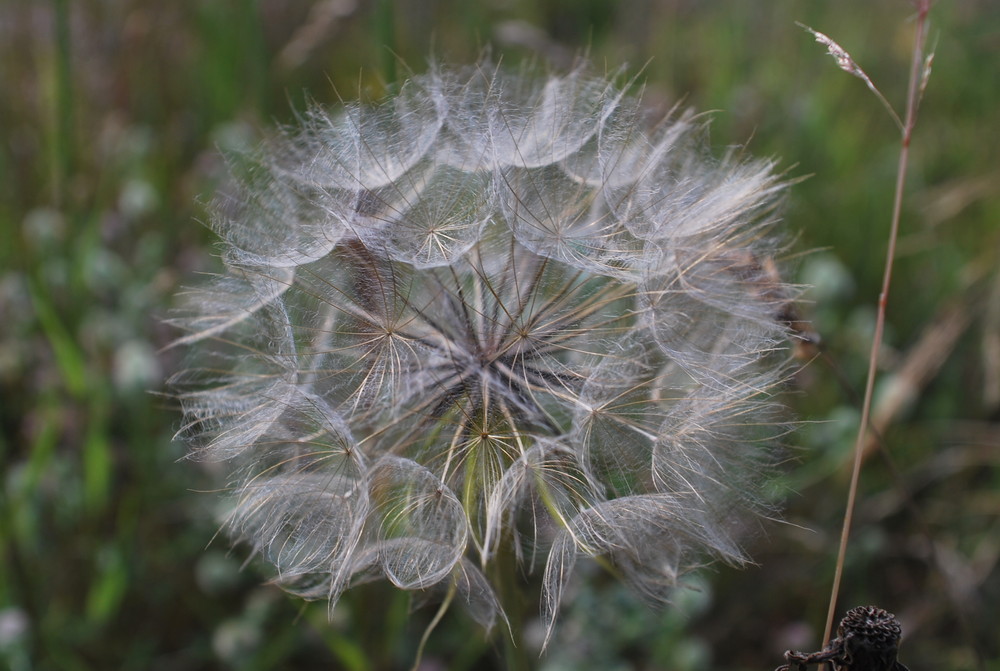 Pusteblume