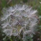 Pusteblume