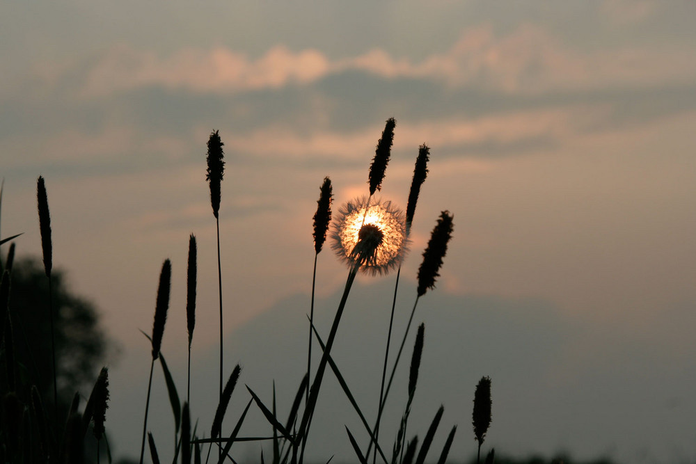 Pusteblume :-))