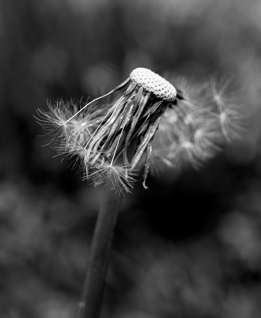 Pusteblume