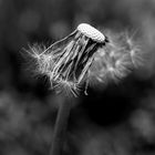 Pusteblume