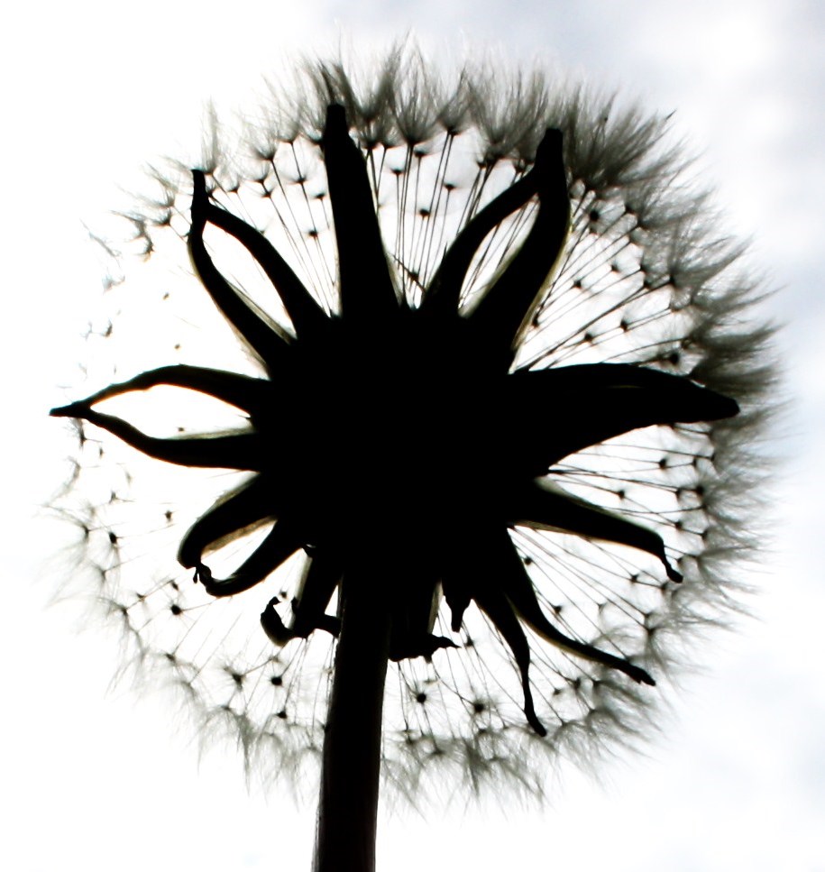 Pusteblume