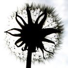 Pusteblume