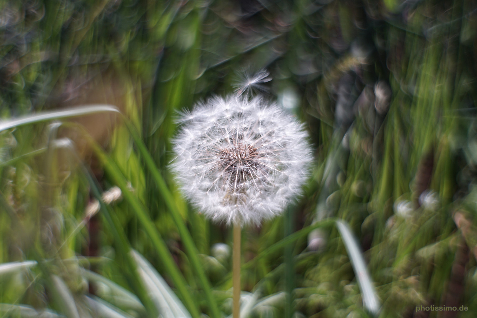 Pusteblume