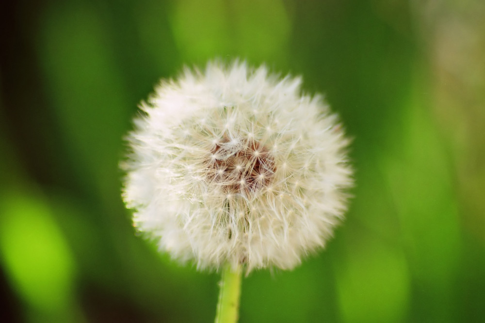 Pusteblume