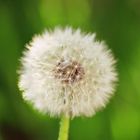 Pusteblume