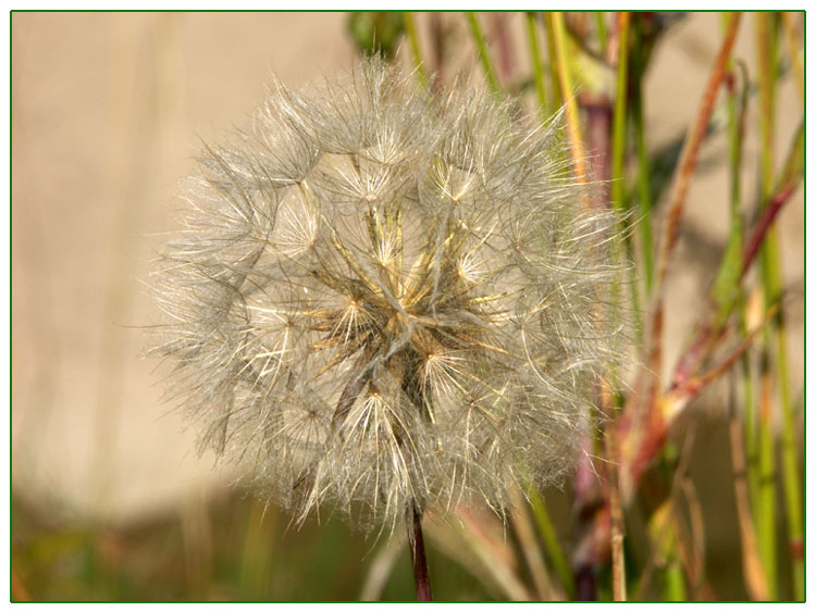 Pusteblume