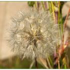 Pusteblume