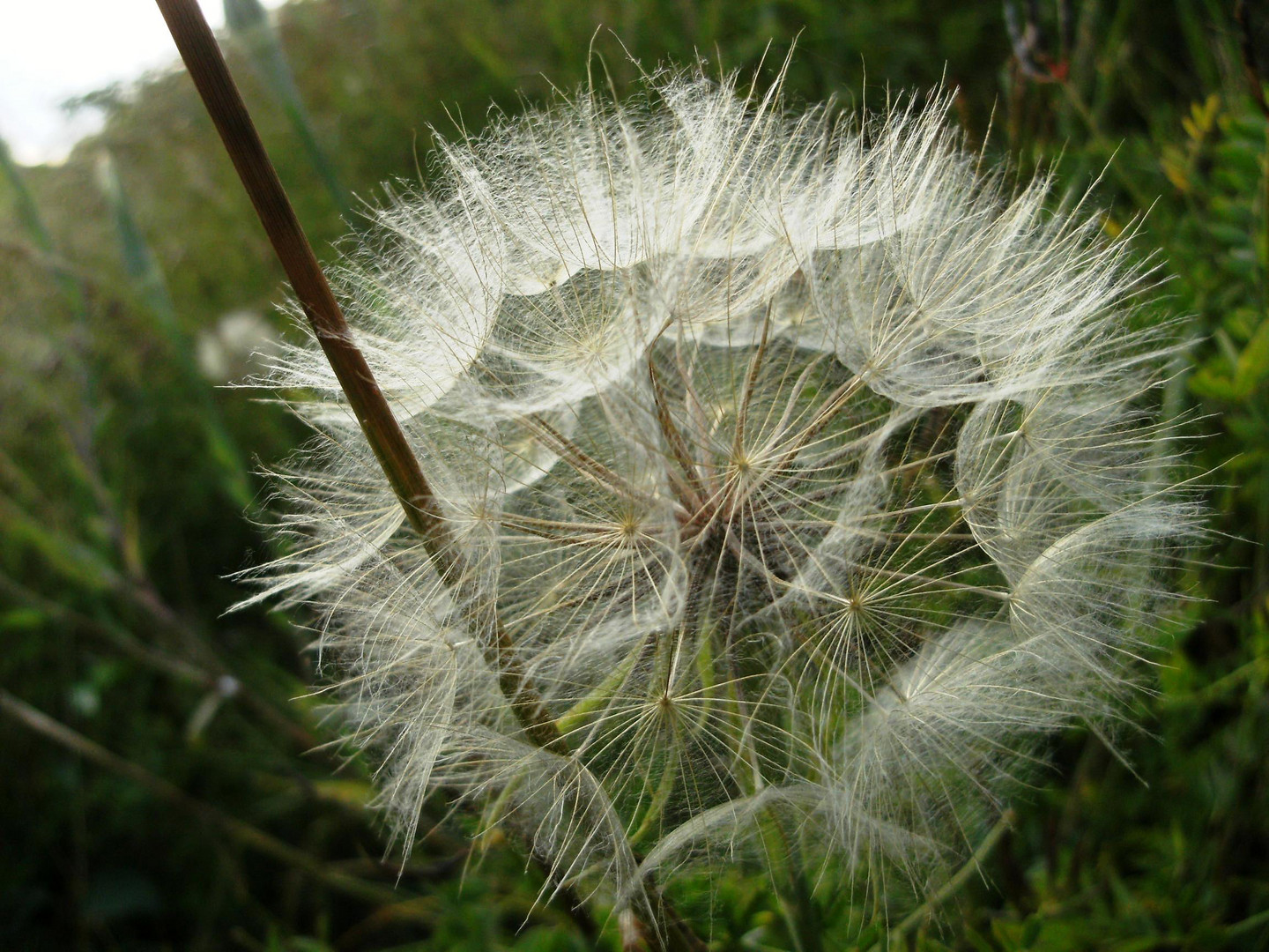 Pusteblume