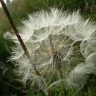 Pusteblume