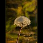 Pusteblume