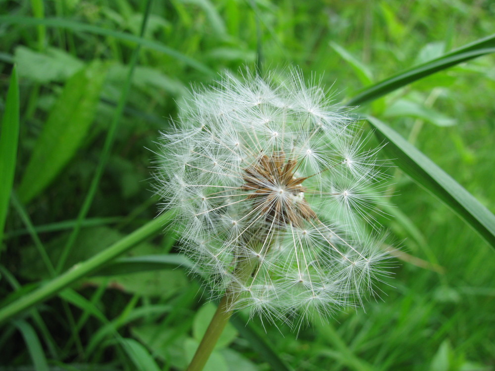 Pusteblume