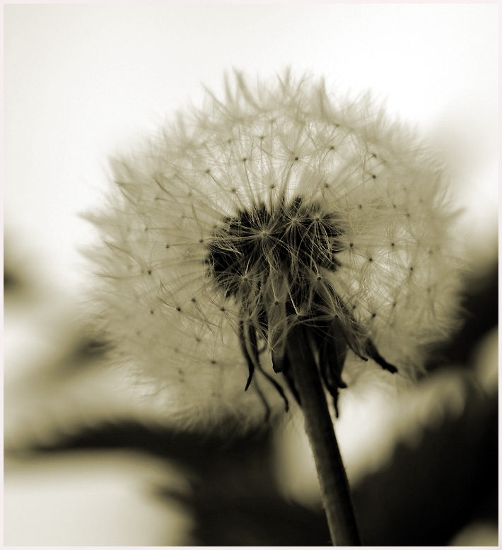 Pusteblume