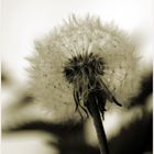 Pusteblume