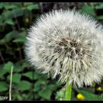 ~Pusteblume~