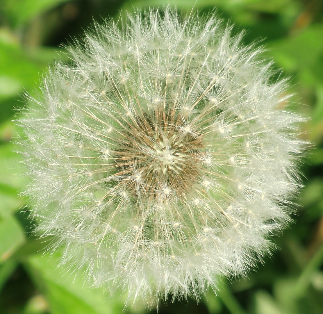 Pusteblume