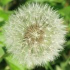 Pusteblume