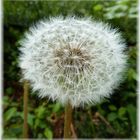 PUSTEBLUME