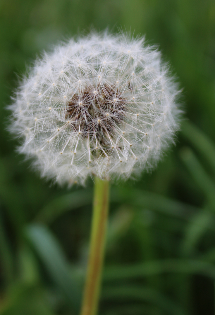 Pusteblume ...