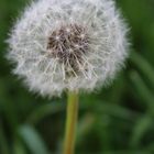 Pusteblume ...