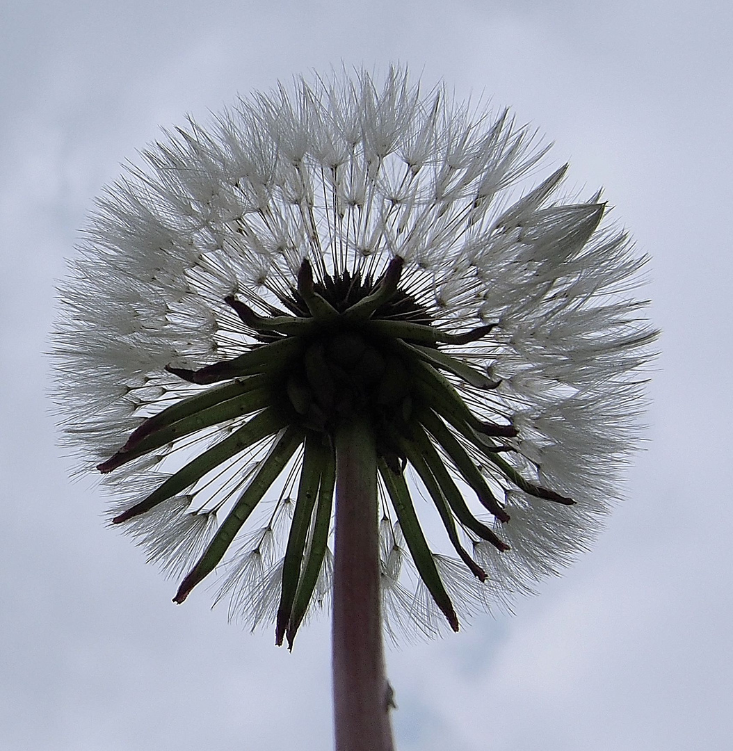 Pusteblume