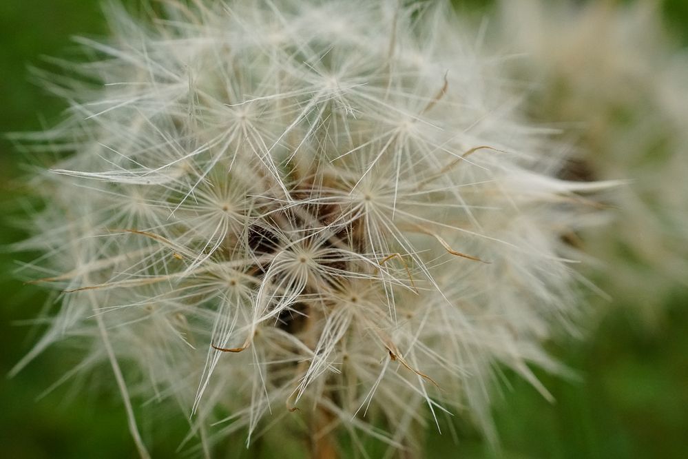 Pusteblume