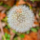 Pusteblume