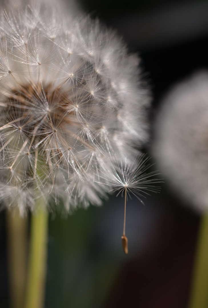 Pusteblume