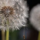 Pusteblume